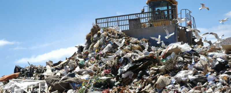 Seagulls attack a garbage heap.