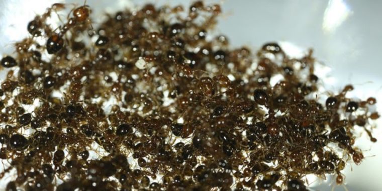 The physics behind how fire ants band together into robust floating “rafts”