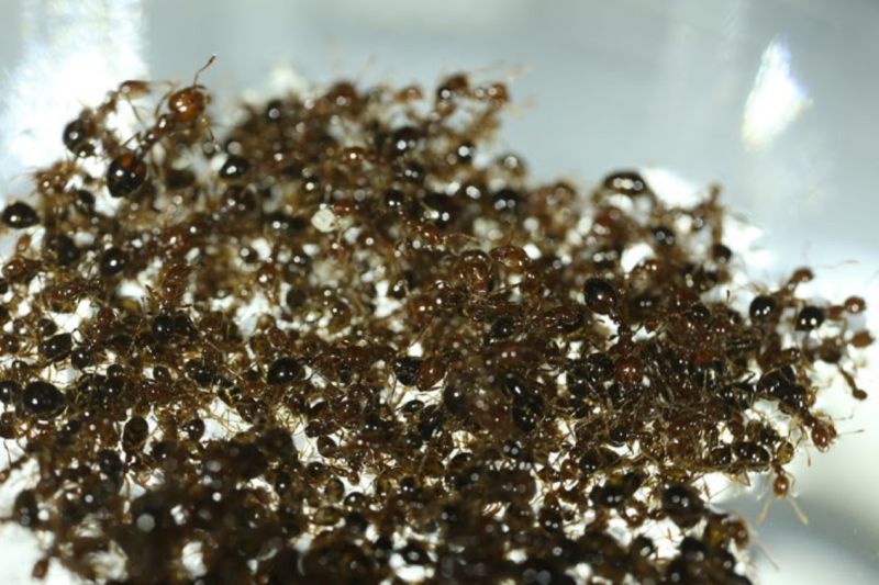 A spinning fire ant raft in David Hu's biolocomotion lab at Georgia Tech is an example of collective behavior.