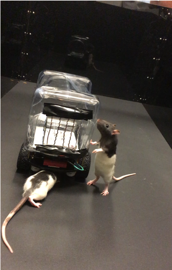 Rats love driving tiny cars even when they don t get treats Ars