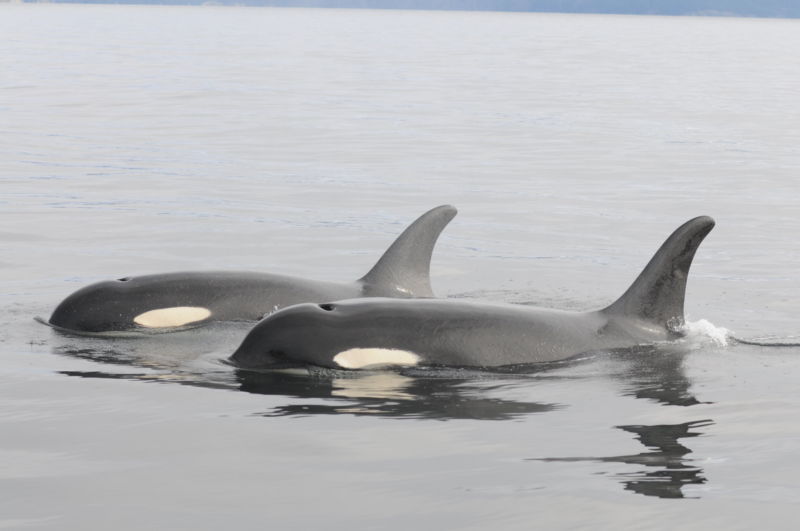 Southern Resident killer whales, an endangered population that recently lost the oldest known grandma orca to date.