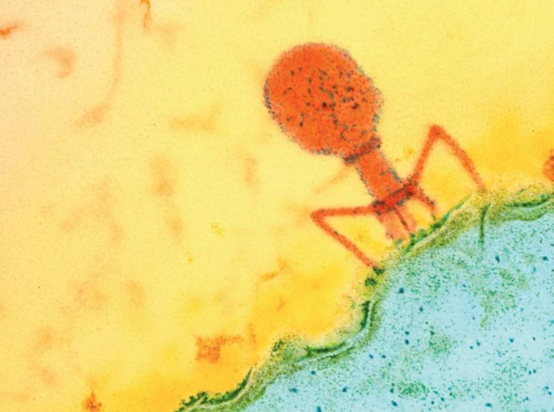 Bacteriophage-800x594.jpg