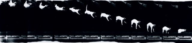 Chronophotograph (circa 1893) made on moving film consisting of twelve frames showing a cat falling, taken by Etienne-Jules Marey (1830-1904). 