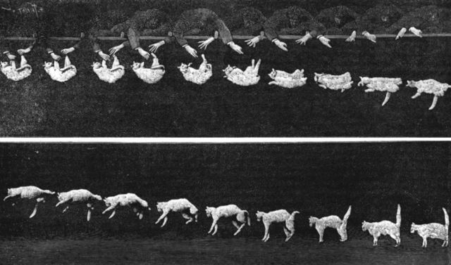 Photographs of a Tumbling Cat, 1894. 