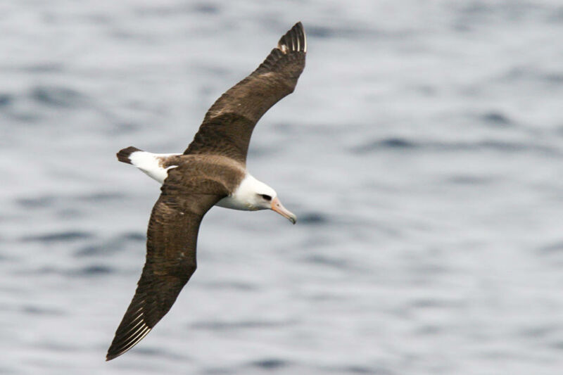 A bird soaring over the ocean.