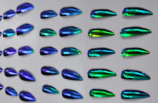 The angle-dependent change in colors of the iridescent jewel beetle's wing case.
