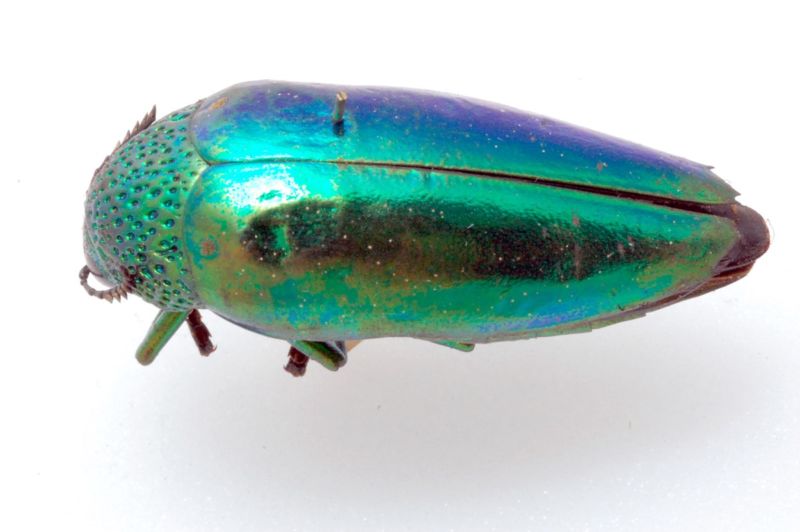 The brightly colored shell of this jewel beetle is a surprisingly effective form of camouflage, according to a new study by scientists at the University of Bristol.