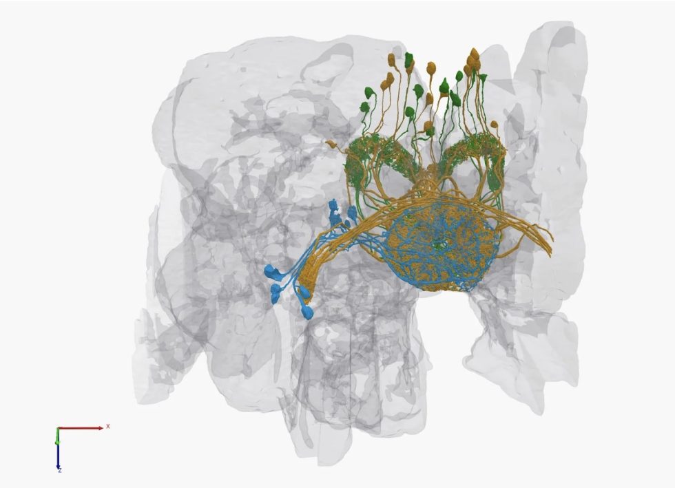 Rubin hopes wiring diagrams such as this one, showing neurons involved in navigation, will give researchers a better sense of how brain circuits work.