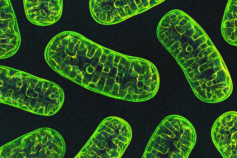 what is mitochondria