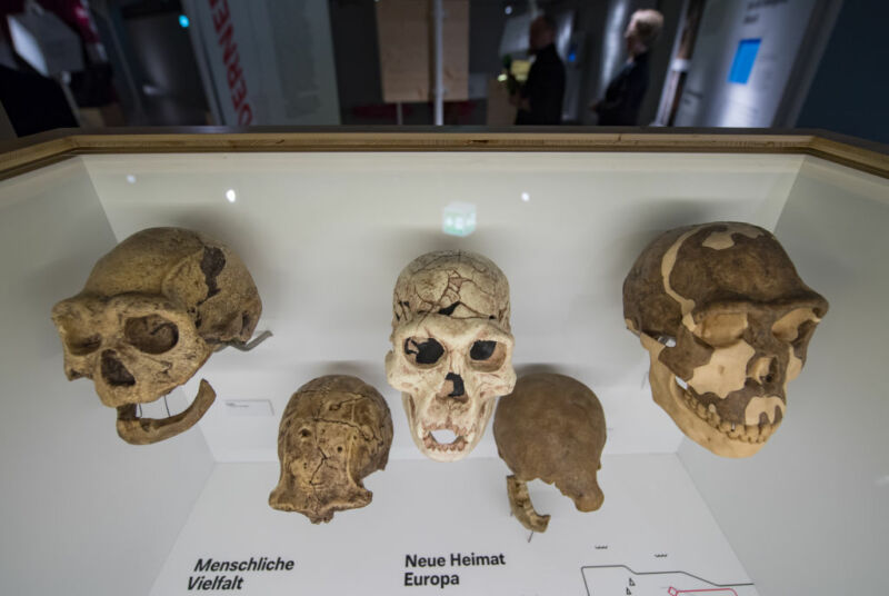 Image of a collection of ancient skulls.