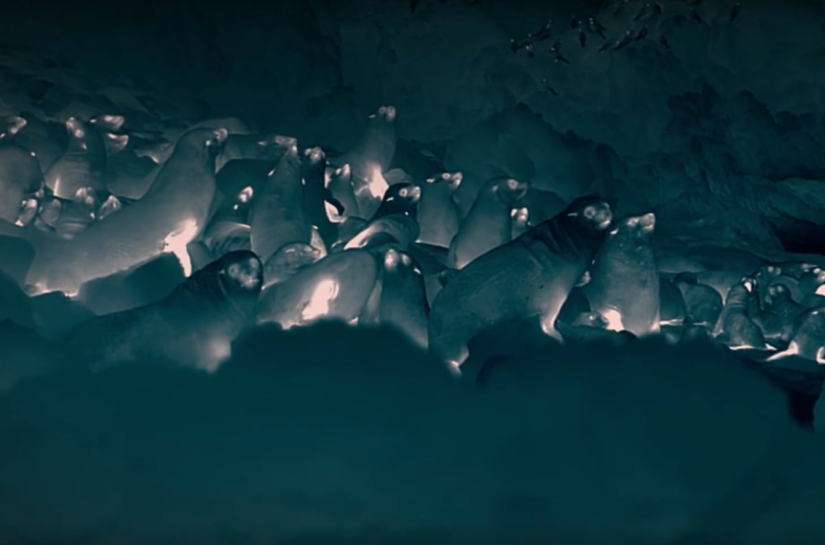 New Netflix series Night on Earth shows wildlife in a startling new ...