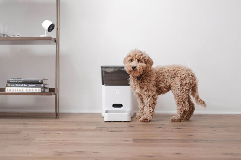 This pup will stare at you balefully until someone—or something—feeds it already.