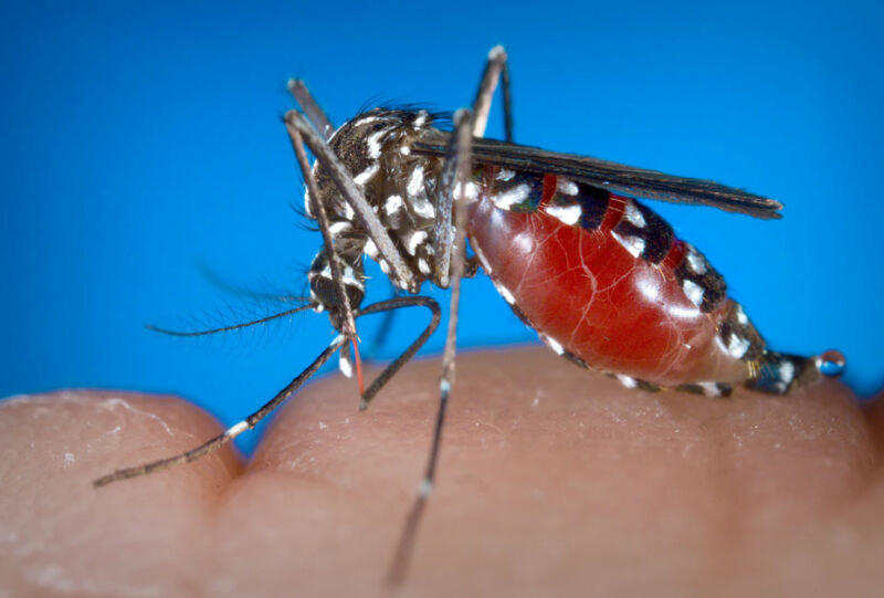 Image of a blood-filled mosquito perched on someone's hand.