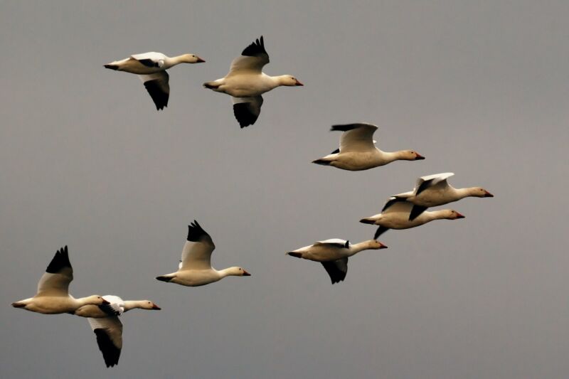 Migrating geese fly in a V shape.
