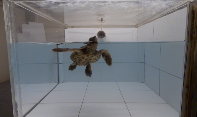 Sea turtles think plastic smells like food - Ars Technica thumbnail
