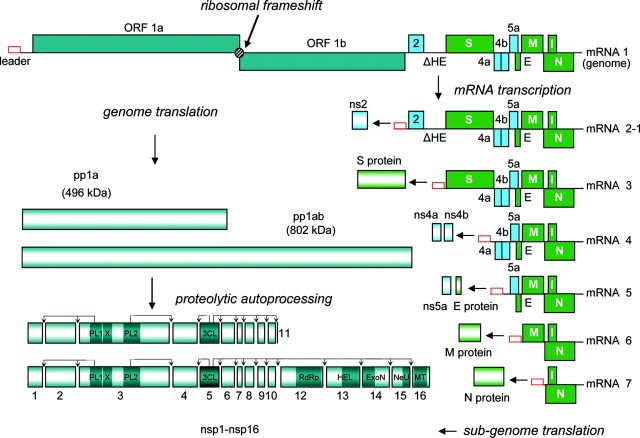 The 30,000 base long coronavirus genome is used to produce a large variety of proteins.