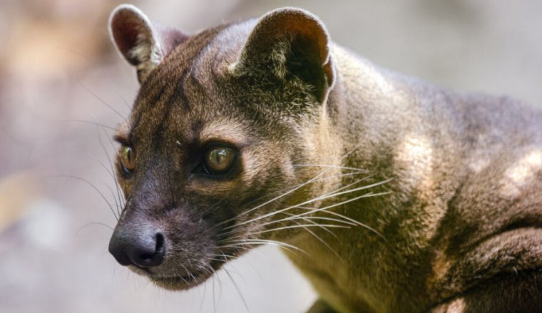 Closeup photo of an attentive wildcat.