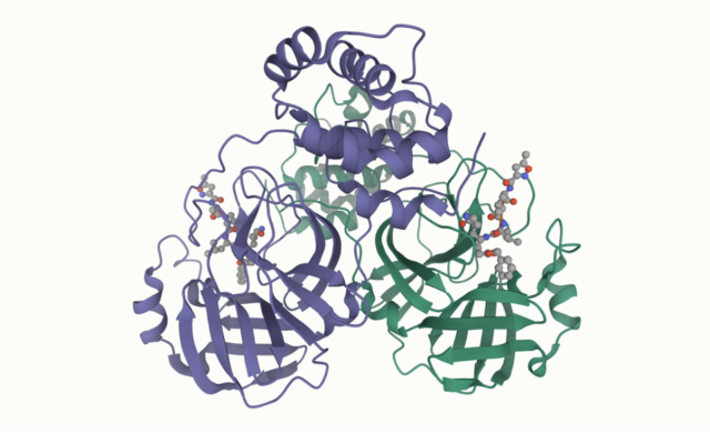 The structure of a coronavirus protease.