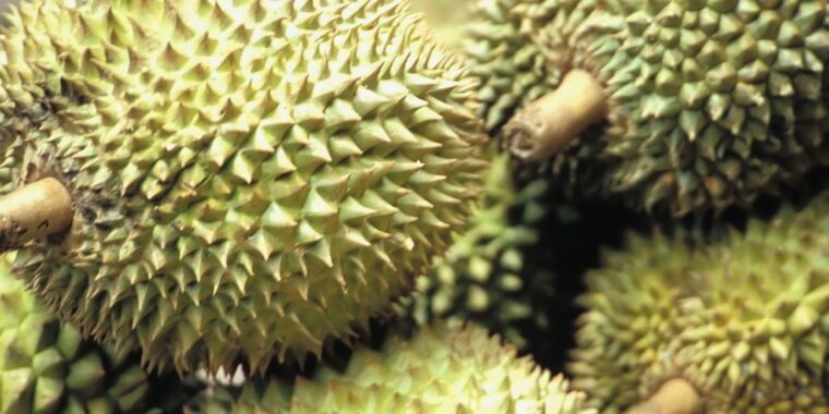 Super-stinky durian fruit could charge your cell phone someday
