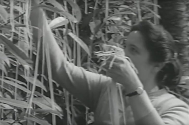 BBC’s 1957 April Fool’s “spaghetti-tree hoax” is more relevant than ...