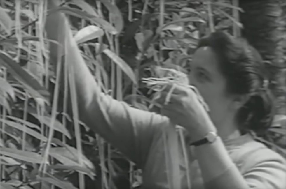 BBC’s 1957 April Fool’s “spaghetti-tree hoax” is more relevant than ...