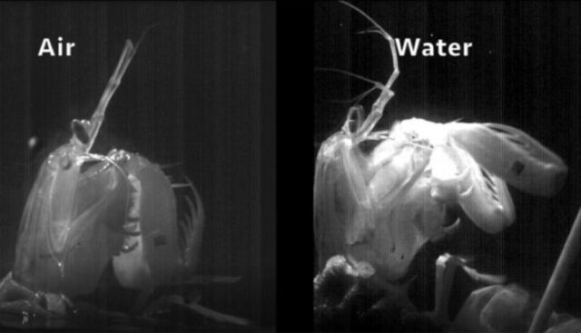 Mantis shrimp firing their hammer blows into the air and into water.