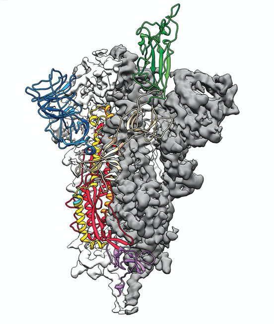 We've already got the structure of the coronavirus' primary surface protein.