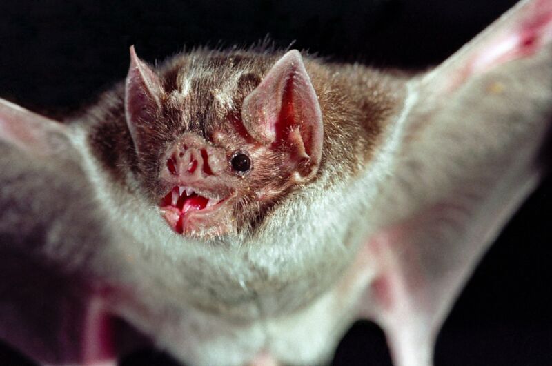 A vampire bat in flight with spread wings. The creatures build strong social bonds through grooming, sharing blood.