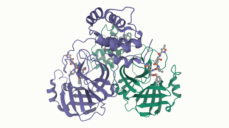 Colored ribbons diagram a protein's 3-dimensional structure.