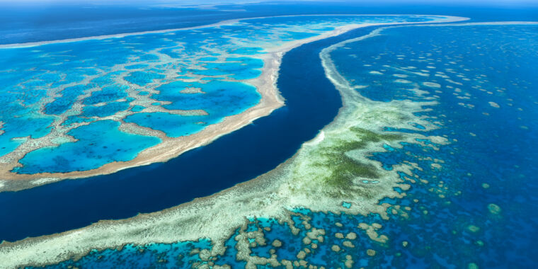 Great Barrier Reef Survey: “what We Saw Was An Utter Tragedy” 