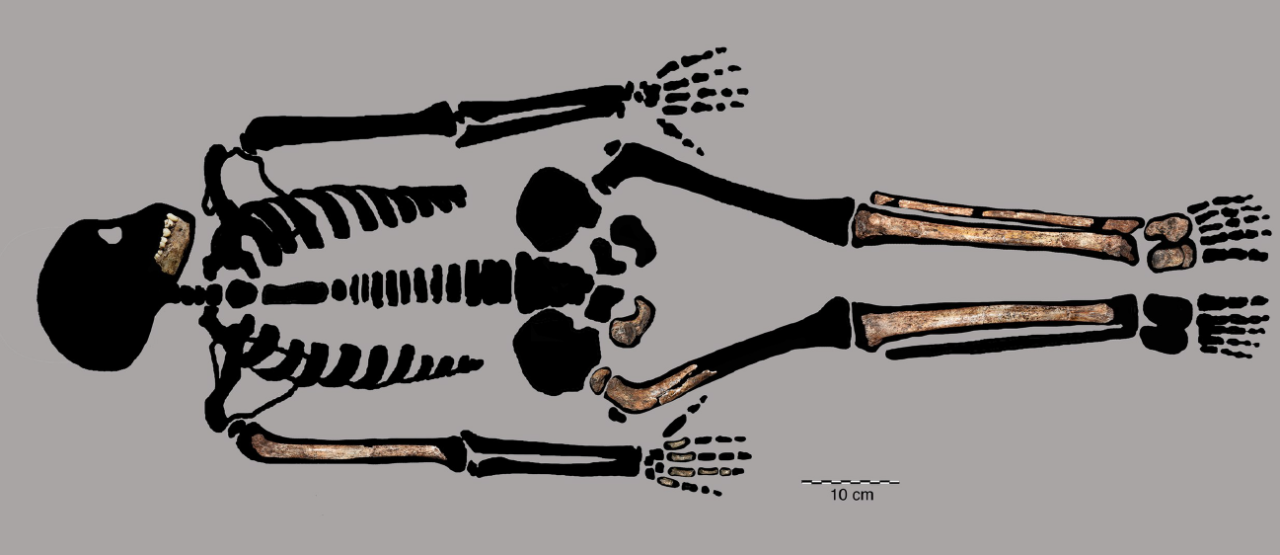 Anthropologists describe the first skeleton of a Homo naledi child ...