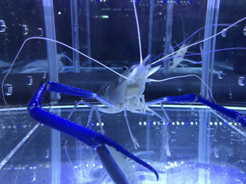 Can gender-bending Israeli superprawns help feed the world?