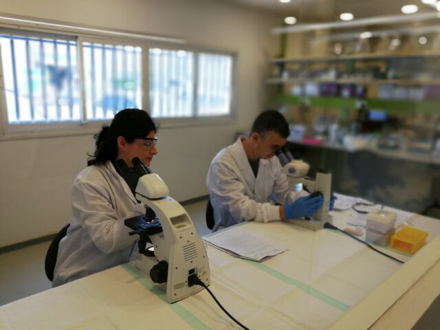 Lab workers looking for the superfemal prawns.