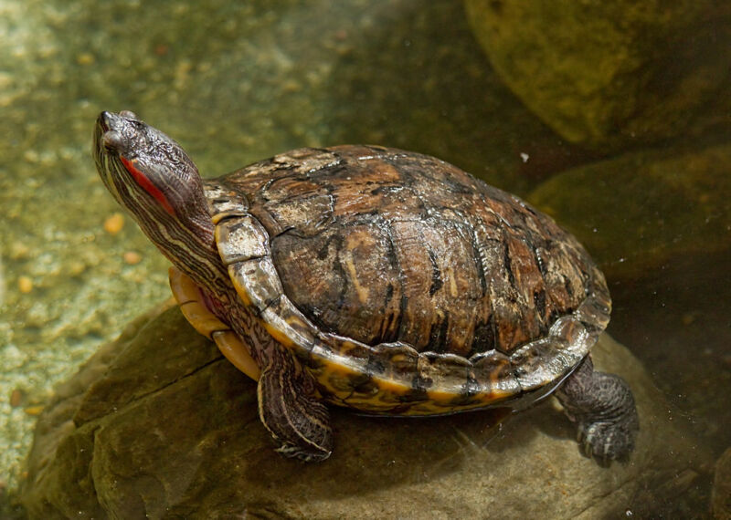 Image of a turtle