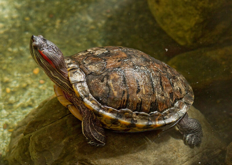 How Turtles Use Temperature To Figure Out Their Sex Ars Technica 