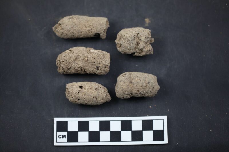 Ancient poo samples: H35 (Ash pit number 35) coprolites from Xiaosungang archaeological site, Anhui Province, China.