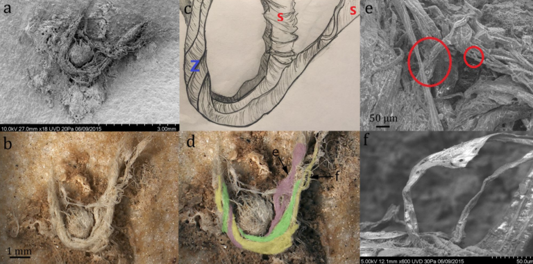 World’s oldest yarn hints that Neanderthals had basic math skills - Ars ...