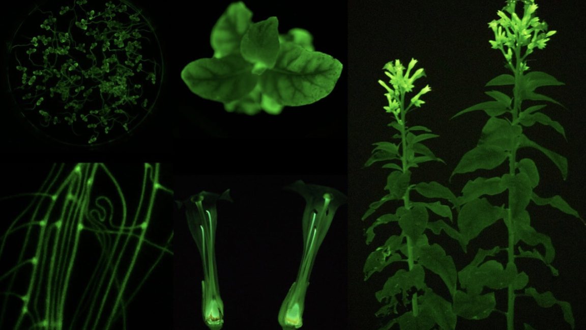 Want your flowers to glow? If you're OK with GMOs, that's now an option