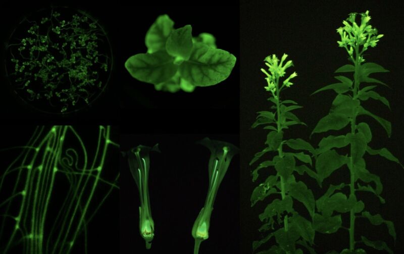 Collage of images of glowing green plant parts.