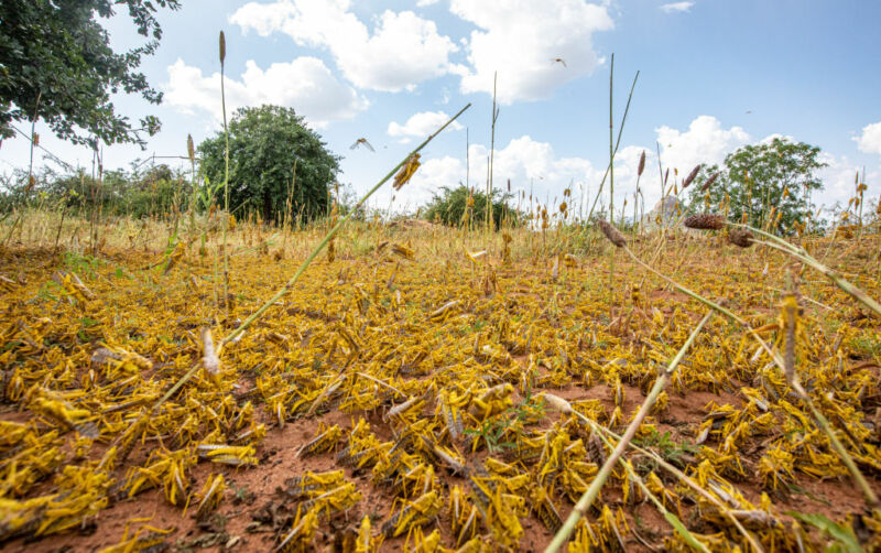 Second African locust swarm of the year 20 times bigger than the ...