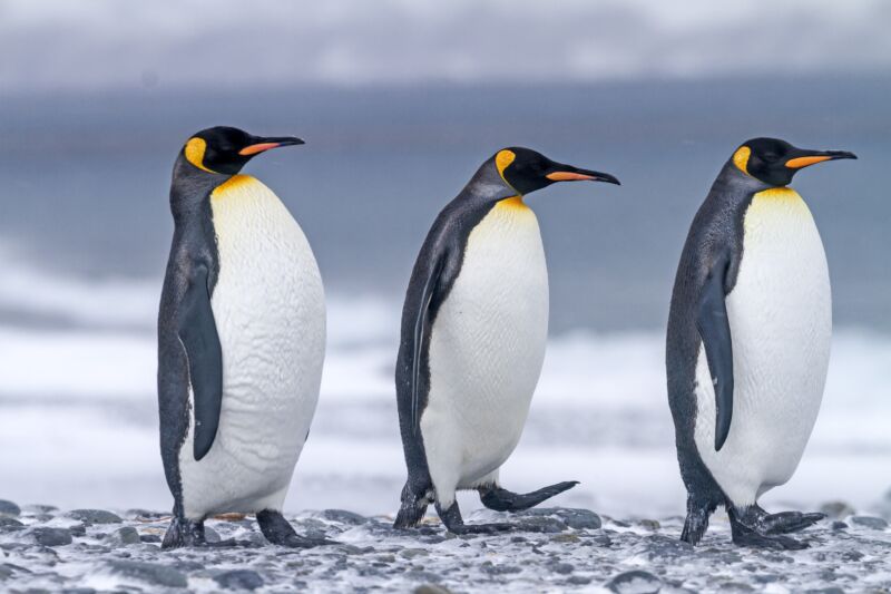 Penguin Poop Creates A Buttload Of Laughing Gas Researchers Find Ars Technica