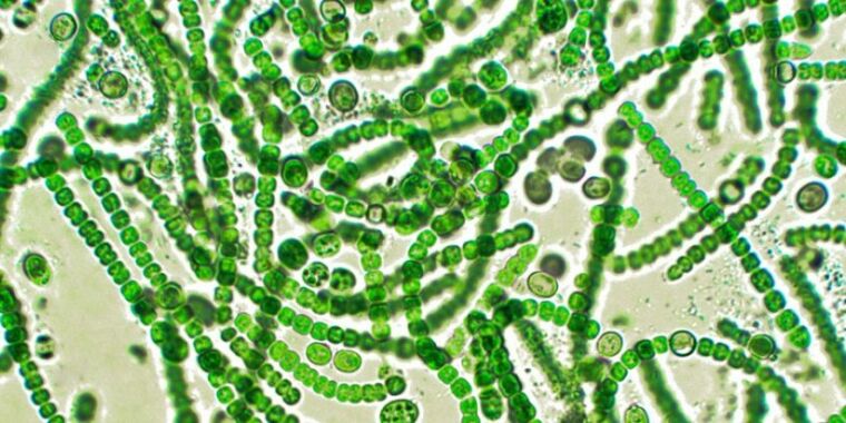 Researchers engineer photosynthetic bacteria to produce hydrogen | Ars