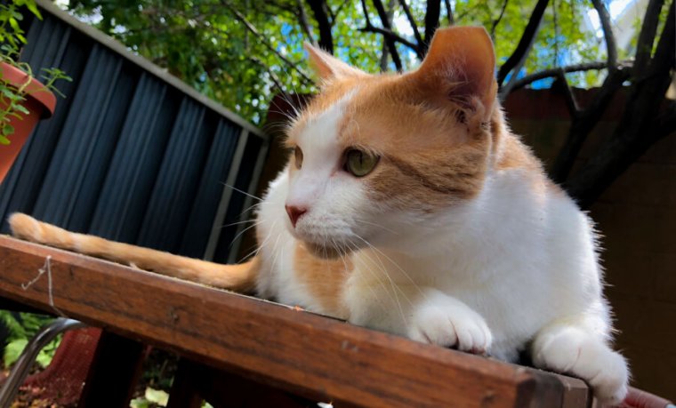 A cat sits on a table in a garden