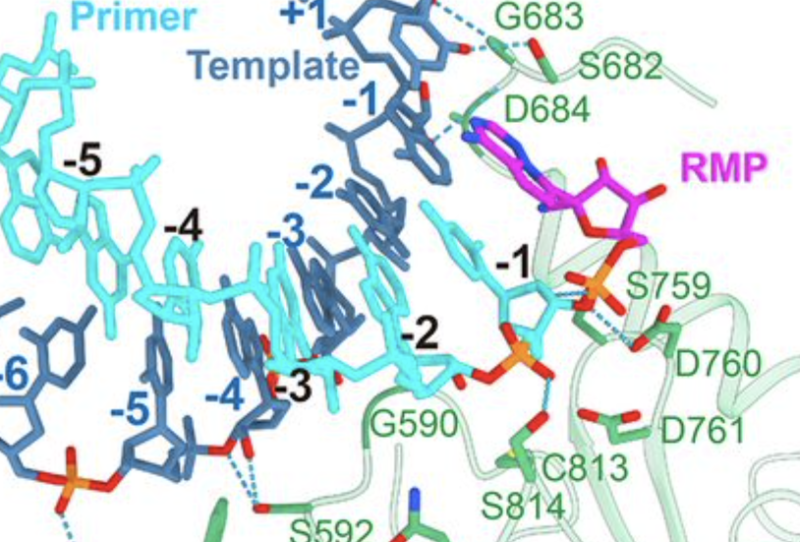 Complex diagram showing the location of many molecules in the RNA copying process.