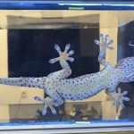 Taking advantage of a phenomenon called frustrated total internal reflection, the researchers were able tell which parts of the toe pad (bright spots) were in contact with the surface and supporting the gecko&rsquo;s weight.