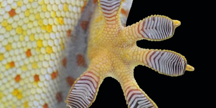 Zinātnieki gūst jaunu priekšstatu par noslēpumu, kā paliek lipīgas gekonu pēdas