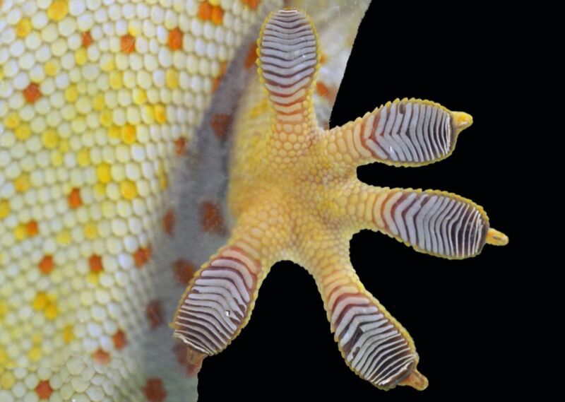 Close-up of a Tokay gecko's toe pads. They have many tiny hairs per foot called setae, each of which splits off into hundreds of even smaller bristles called spatulae. These help maximize contact with a surface.