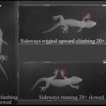 A gecko in motion: sideways rotated upward climbing.