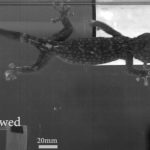 A gecko in motion: running over a slippery patch.