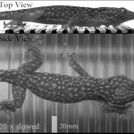 A gecko in motion: running across rods.